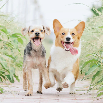 Collection image for: Pet Supplies